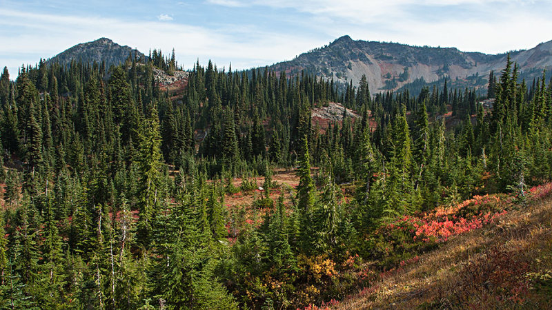 Pacific Crest Trail near Naches Pk.