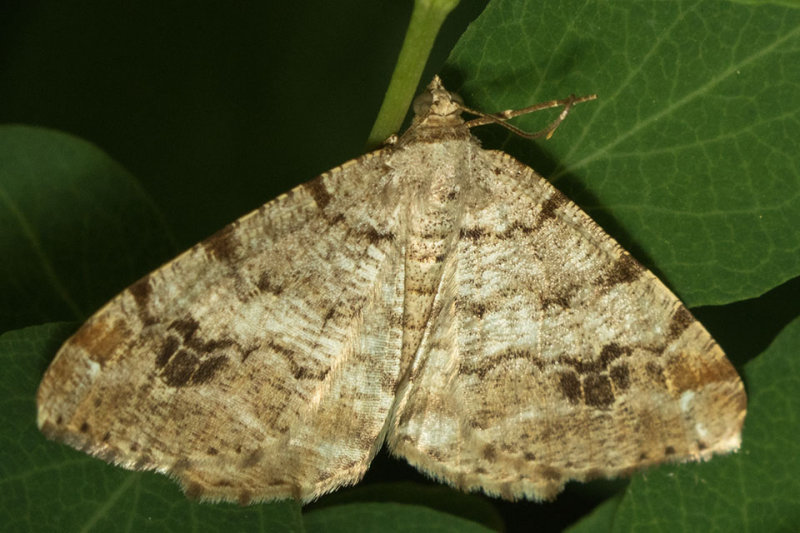 6344 Pale-marked Angle (Macaria signaria)