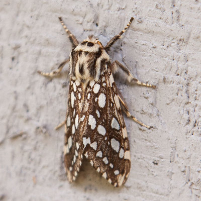 8209 Silver-spotted Tiger Moth (Lophocampa argentata)