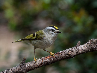 Golden-crowned Kinglet