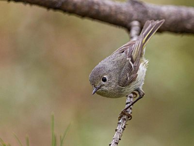 Ruby-crowned Kinglet