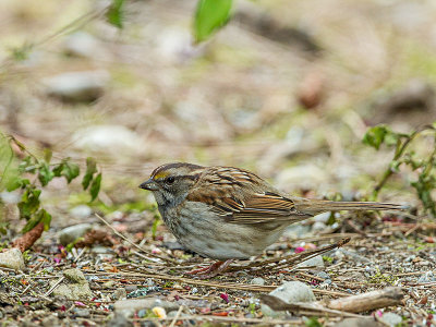 White-throated Sparrow