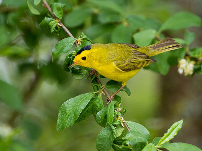 Wilson's Warbler