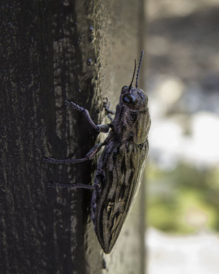 Western Sculptured Pine Borer (Chalcophora angulicollis)