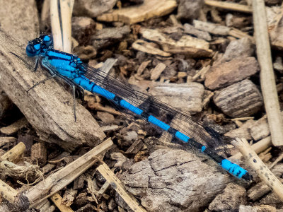 Boreal Bluet