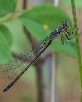 Pacific Forktail female