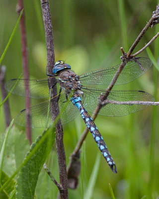 California Darner