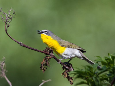 Yellow-breasted Chat