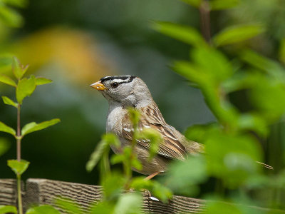 Odd Looking White-crowned Sparrow