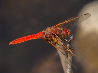 Cardinal Meadowhawk (Sympetrum illotum)