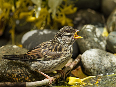 White-crowned Sparrow fledling