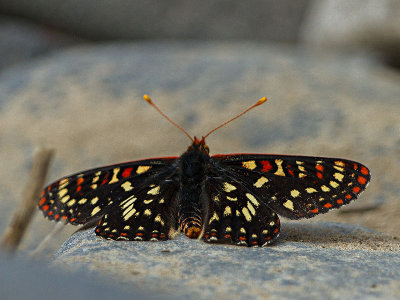 Edith's Checkerspot