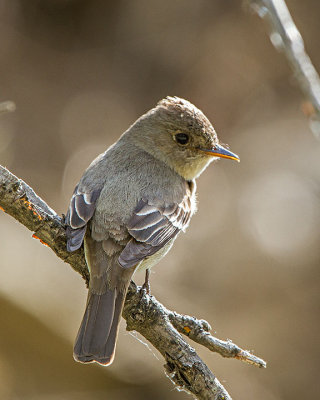 Willow Flycatcher