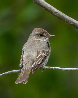 Western Wood Peewee