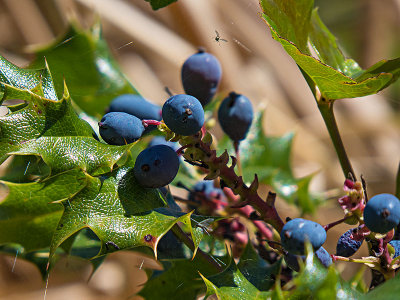 Oregon Grape (Mahonia (Berberis) aquifolium)