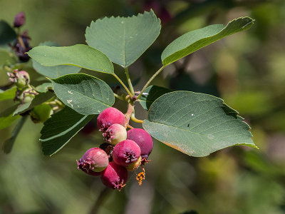Service Berries (Amelanchier alnifolia)