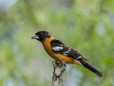 Black-headed Grosbeak