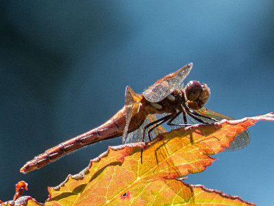 Striped Meadowhawk (Sympetrum pallipes)