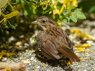 Song Sparrow juvenile