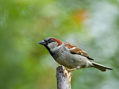 House Sparrow