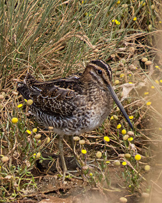 Wilson's Snipe