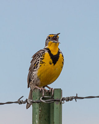 Western Meadowlark