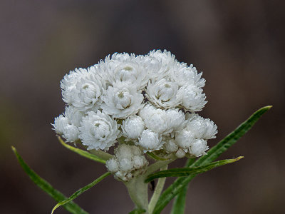 Pearly Everlasting