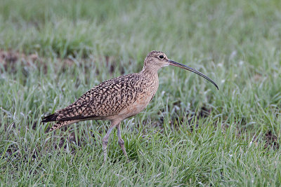 Long-billed Curlew