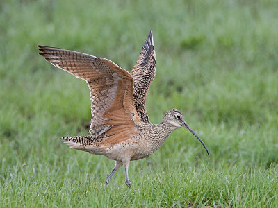 Long-billed Curlew