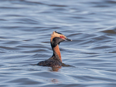 Horned Grebe