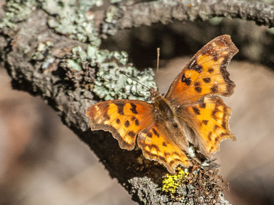 Satyr Comma