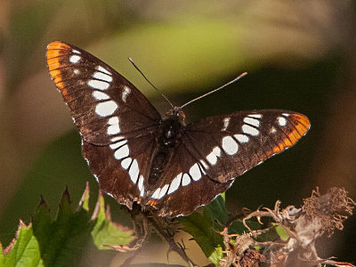 Lorquins Admiral