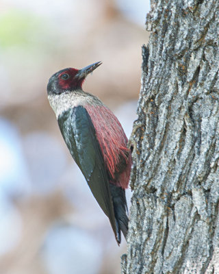 Lewis Woodpecker