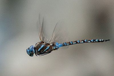 Blue-eyed Darner (Rhionaeschna multicolor)