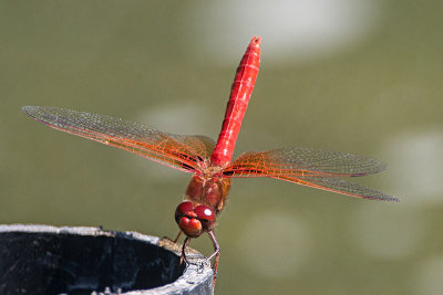 Cardinal Meadowhawk (Sympetrum illotum)