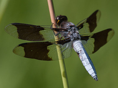 King Skimmers