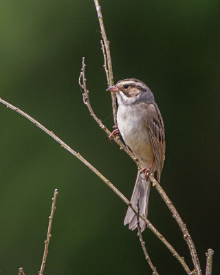 Clay-colored Sparrow