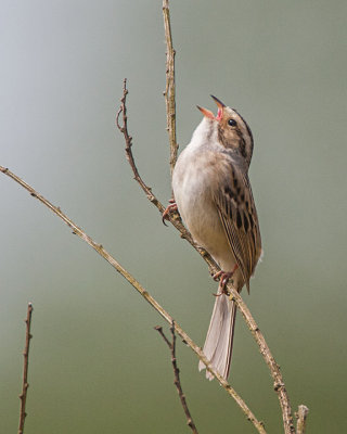 Clay-colored Sparrow