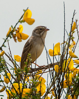 Clay-colored Sparrow