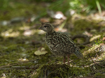 California Quail juvenile