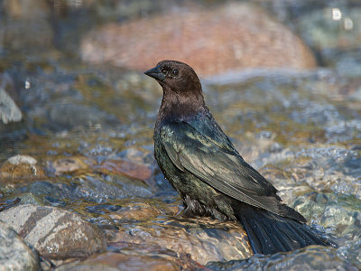 Brown-headed Cowbird