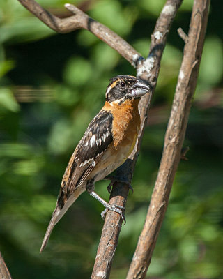 Black-headed Grosbeak