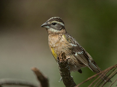 Black-headed Grosbeak female