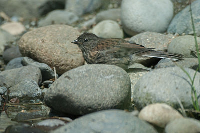 Dark-eyed 'Oregon' Junco juvenile
