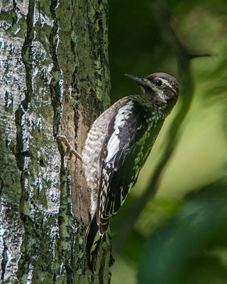 Juvenile Woodpeckers