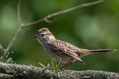 White-crowned Sparrow  juvenile