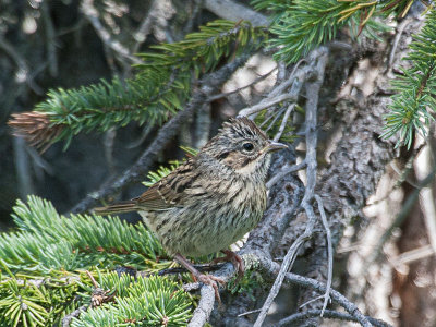 Lincoln's Sparrow juvenile