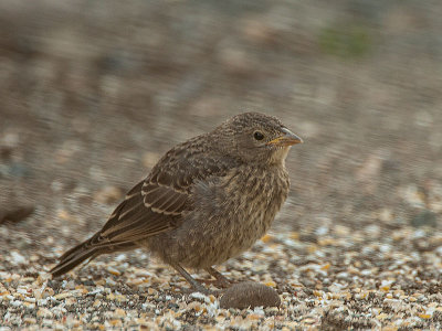 Brown-headed Cowbird_fledgling