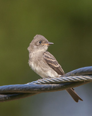 Western Wood Pewee juvenile