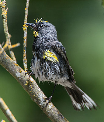 Yellow-rumped Audubon's Warbler